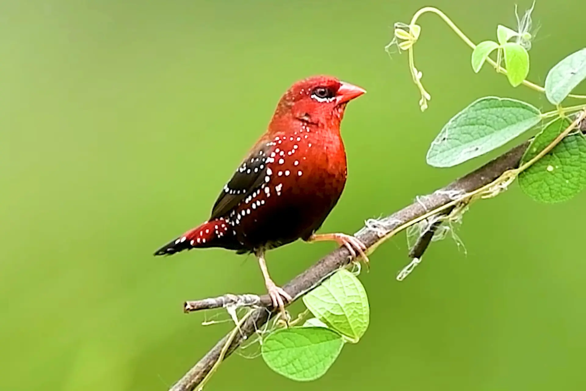 Beautiful Strawberry Finch: A Colorful Bird in Garden Island % Male Strawberry Finch