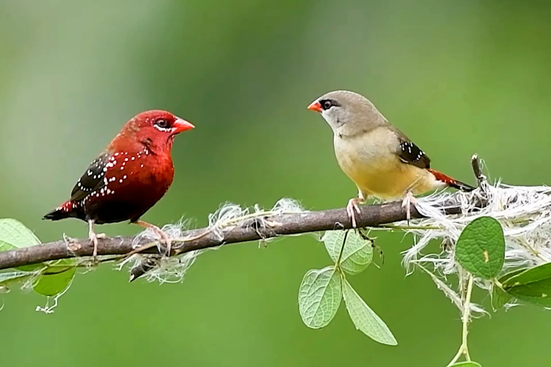 Beautiful Strawberry Finch: A Colorful Bird in Garden Island % Pair of Strawberry Bird on their nesting site