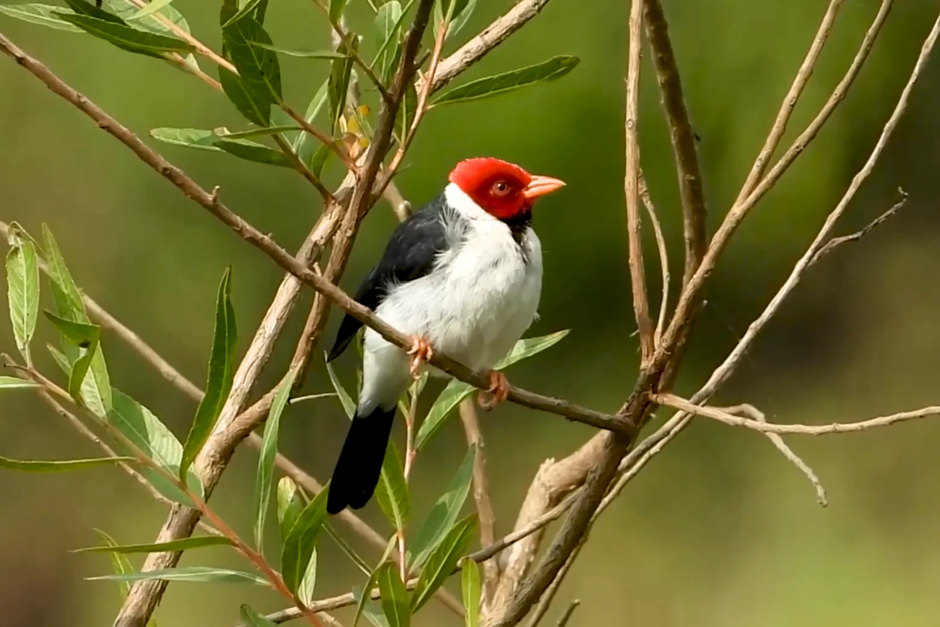 Yellow-Billed Cardinal | (A Beautiful Red Bird of Kauai, Hawaii) % Paroaria capitata