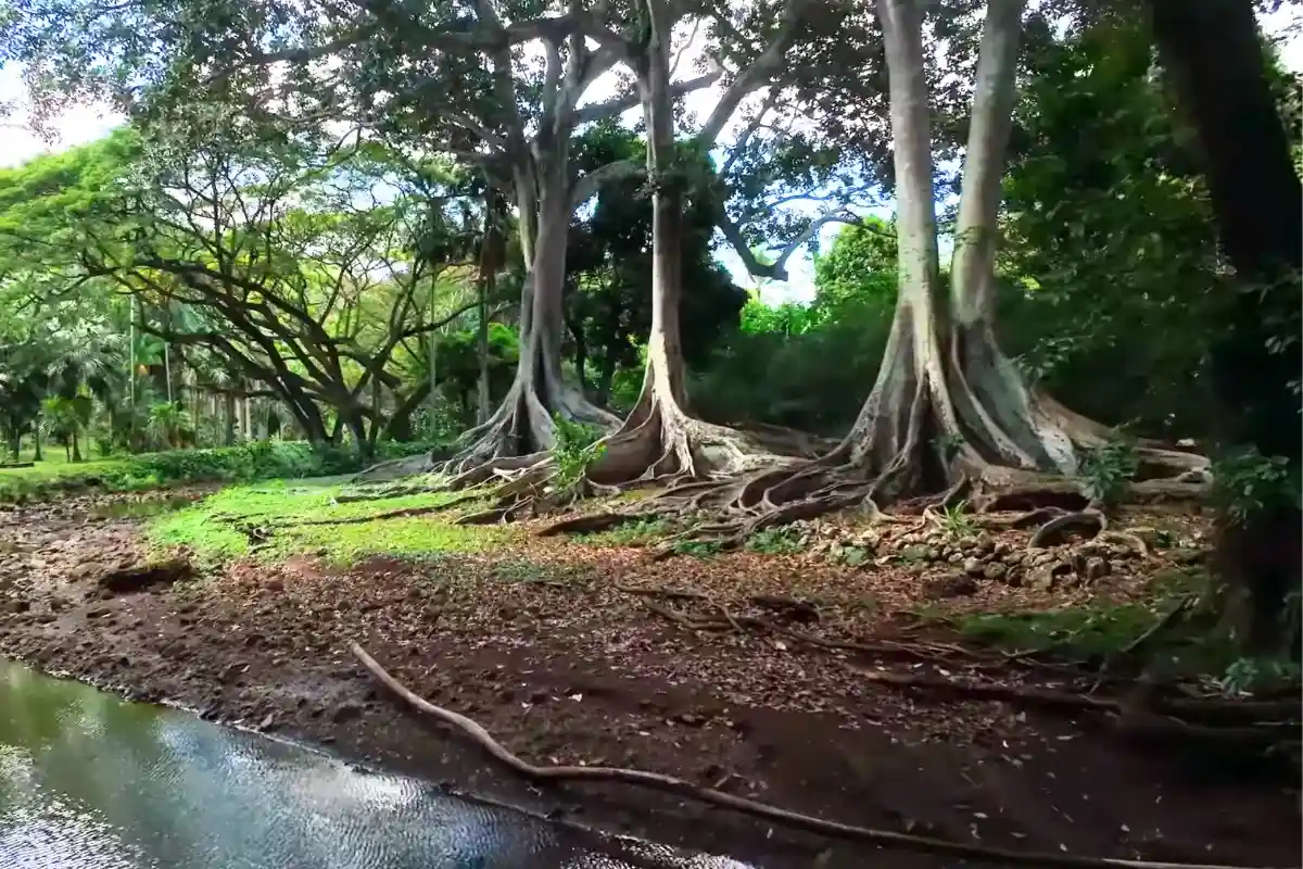 Kauai Jurassic Park: Top 7 Filming Locations to Visit in Kauai Hawaii % Raptor Egg Discovery at Allerton Garden Lawaion the South Shore