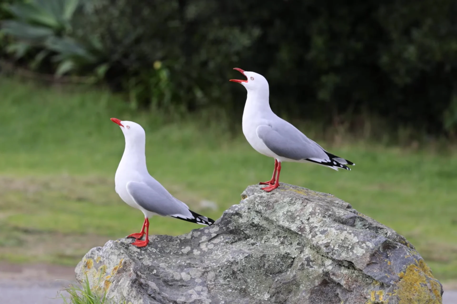 10 White Birds in Kauai Hawaii: Easy to find and Beautiful to Watch % Red Billed Gull