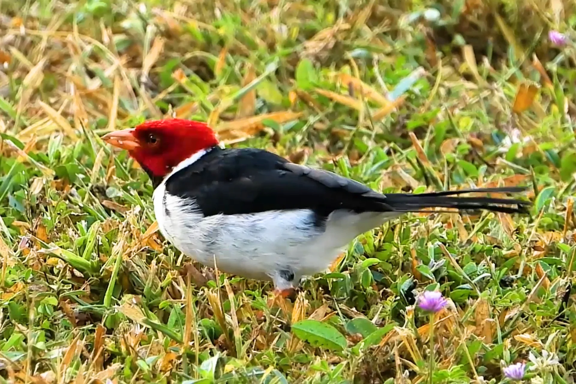 Yellow-Billed Cardinal | (A Beautiful Red Bird of Kauai, Hawaii) % Red headed Cardinal bird