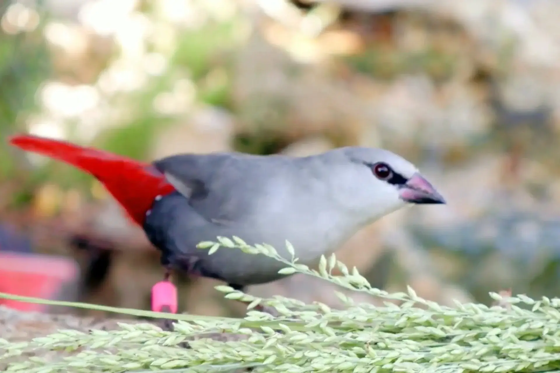 Lavender Waxbill: A Beautiful Red-tailed Kauai Finch % Red-tailed Waxbill enjoying feeding time