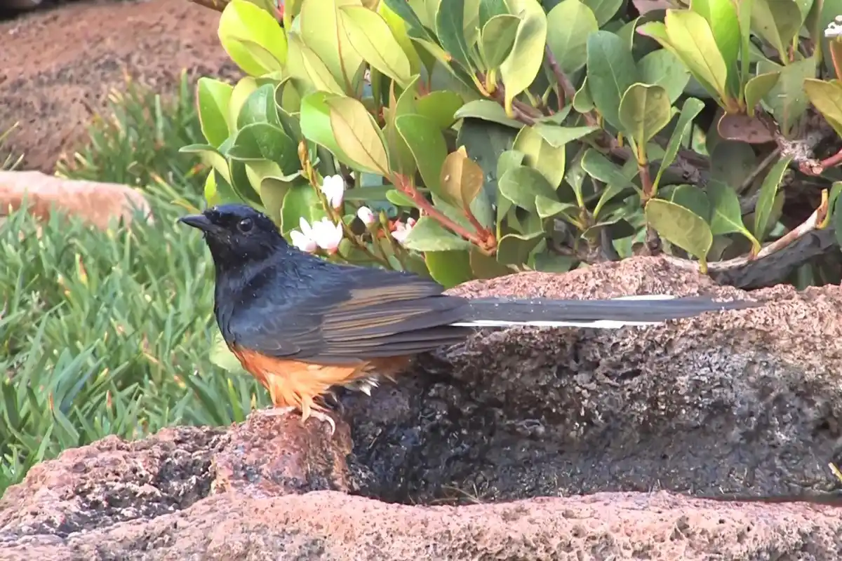 % Shama Thrush A melodious bird