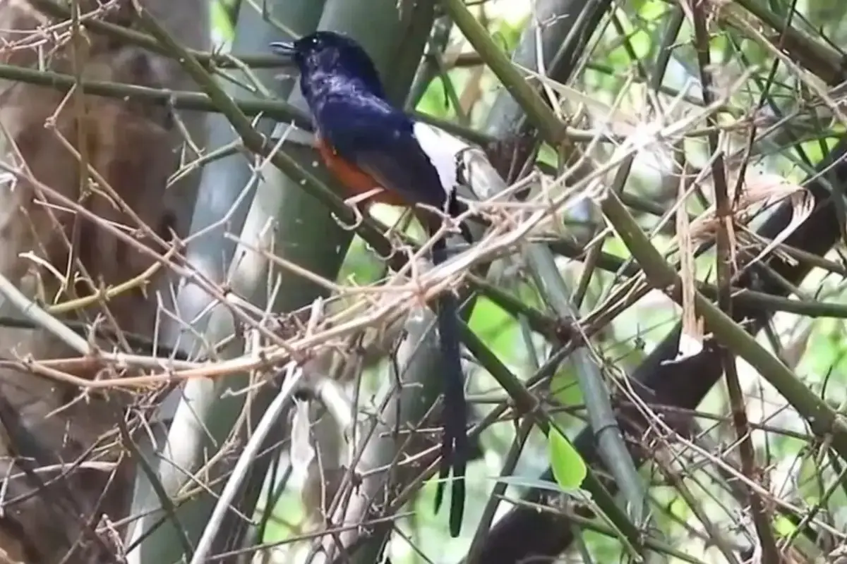 % Shama Thrush in the bushes
