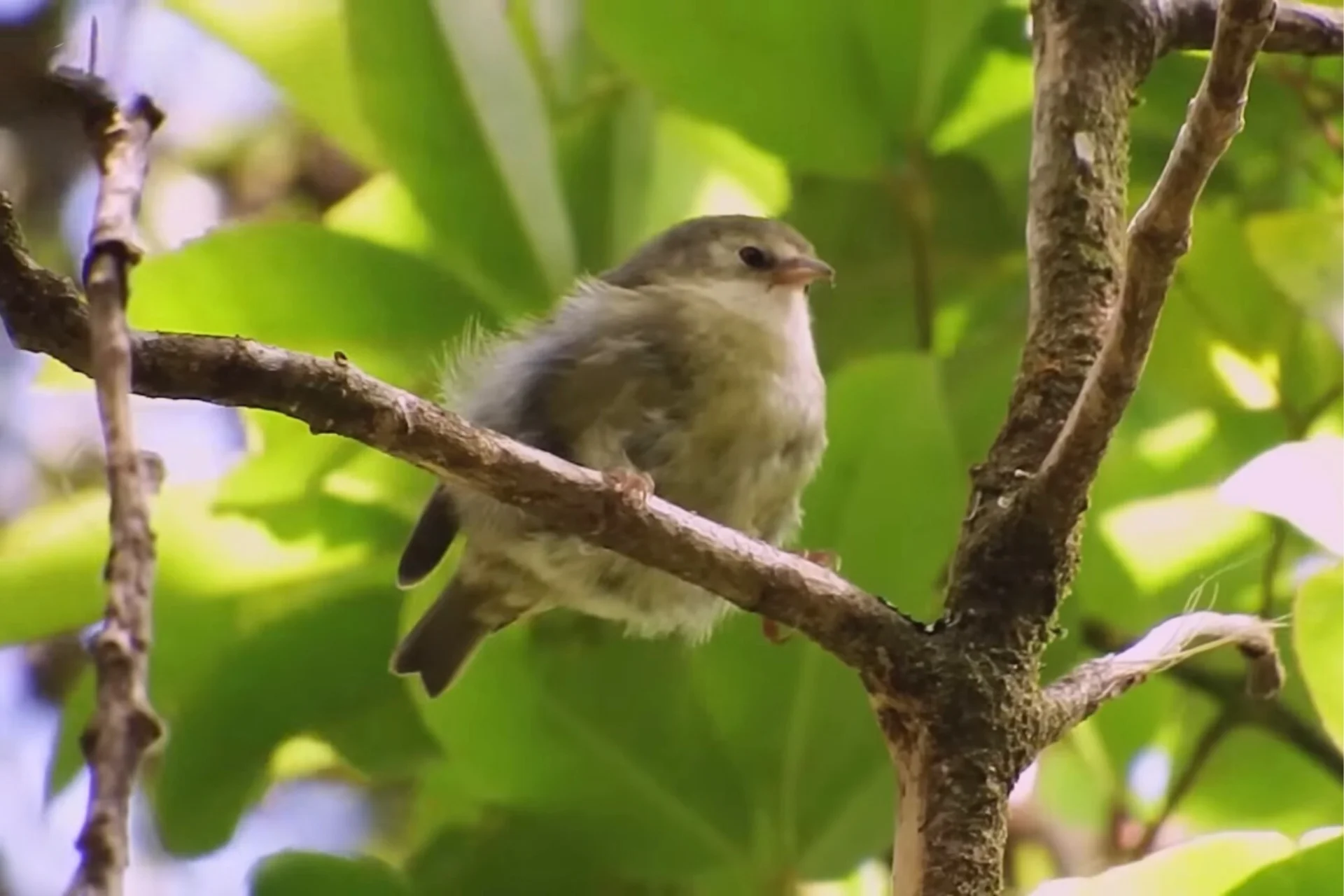 Akikiki Bird: A Rare and Beautiful Endangered Honeycreeper of Kauai % Small Akikiki sitting on a tree branch