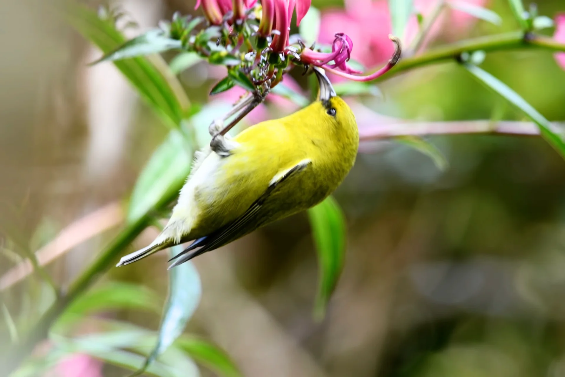 Kauai Amakihi is A Resilient Green Bird of Kauai, Hawaii % The olive-green bird feeing nectar