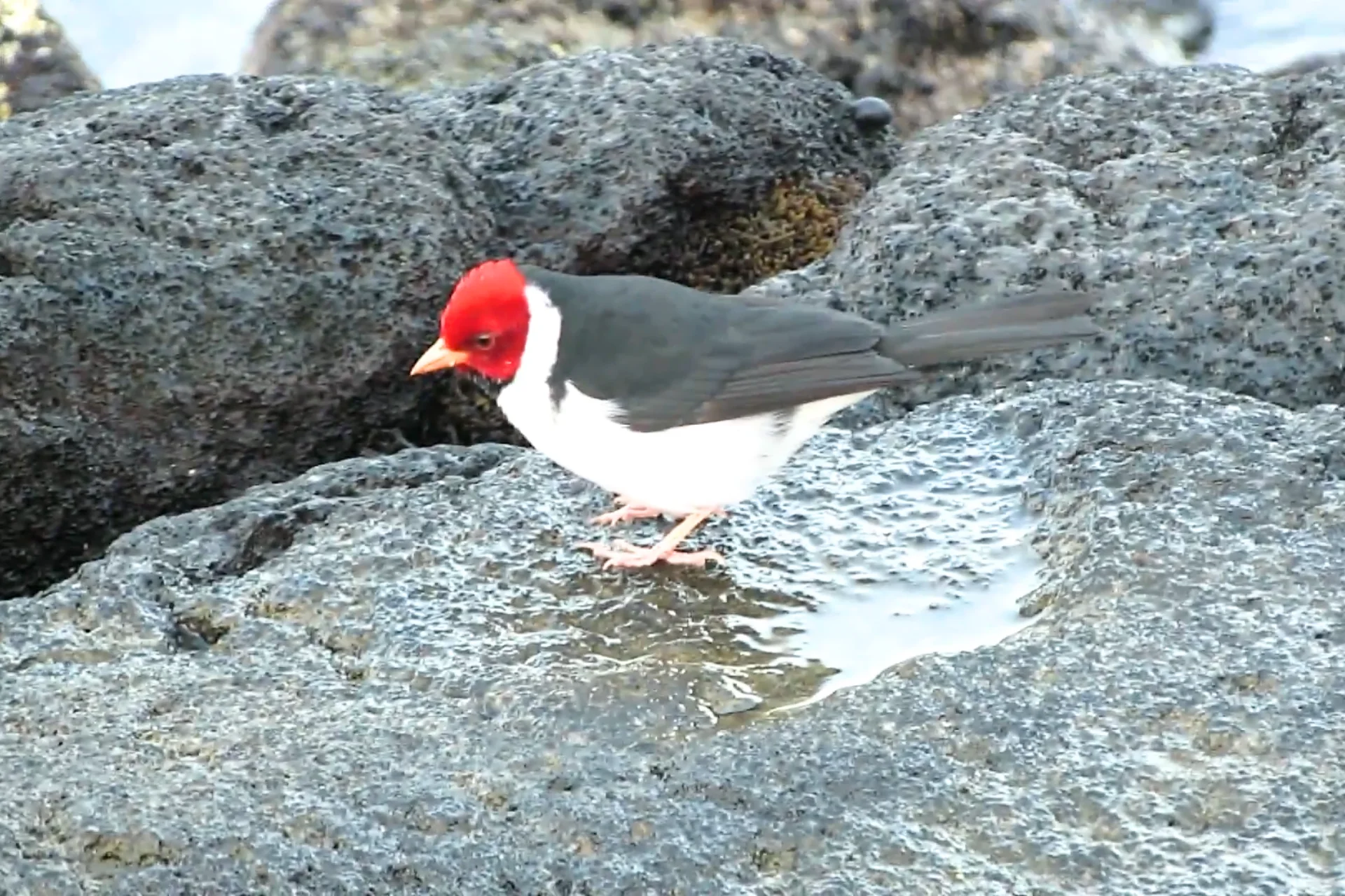 Yellow-Billed Cardinal | (A Beautiful Red Bird of Kauai, Hawaii) % This Small Red headed bird