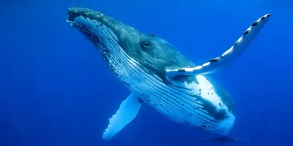 Whale Watching in Kauai