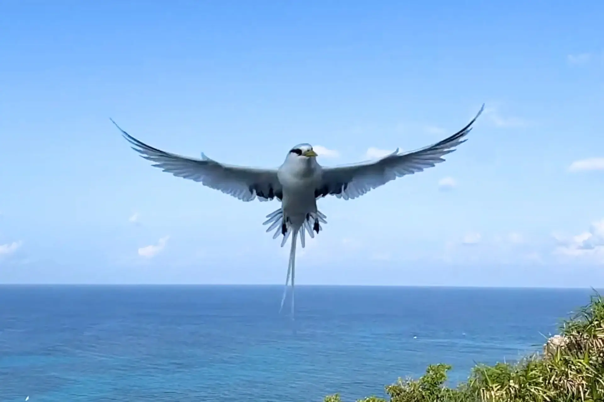 White-tailed Tropicbird Has a Graceful Beauty in Kauai's Skies % White long tailed bird
