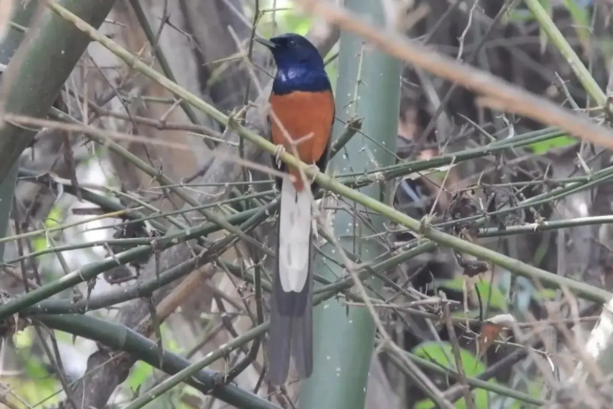 % White-ramped Shama in the bushes