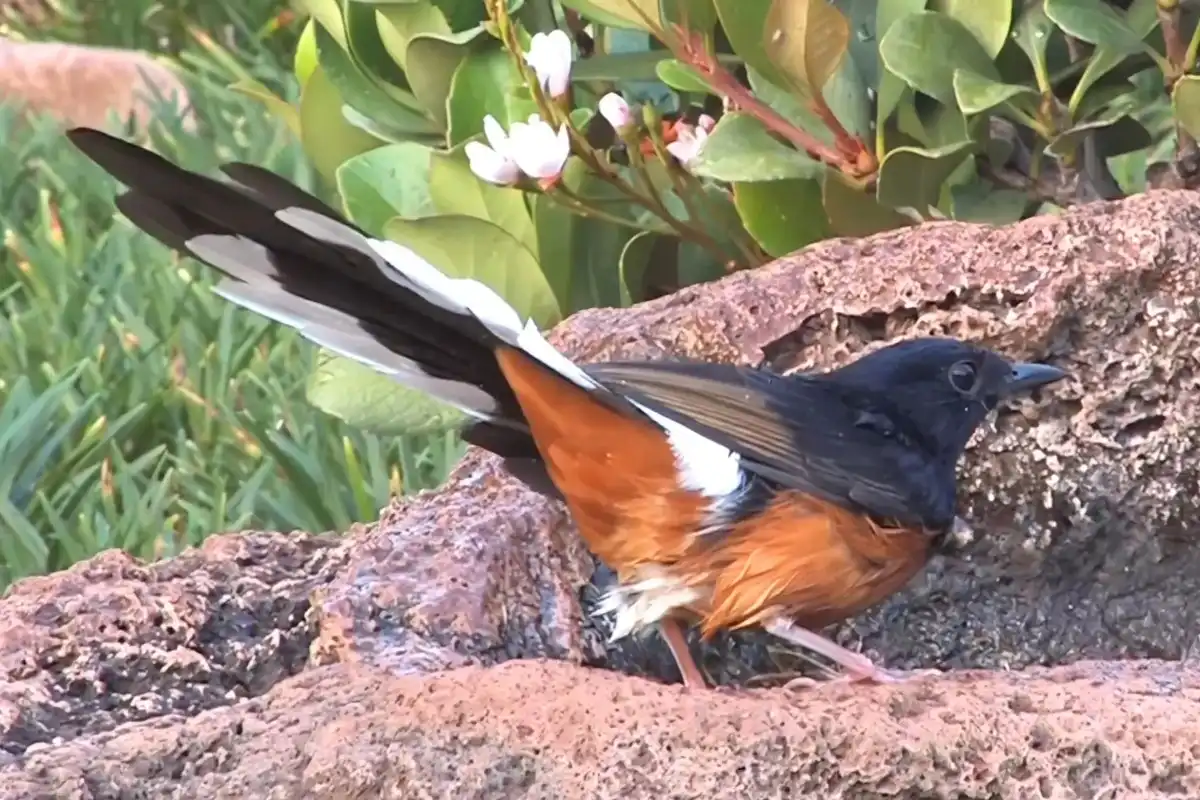 % White-rumped Shama