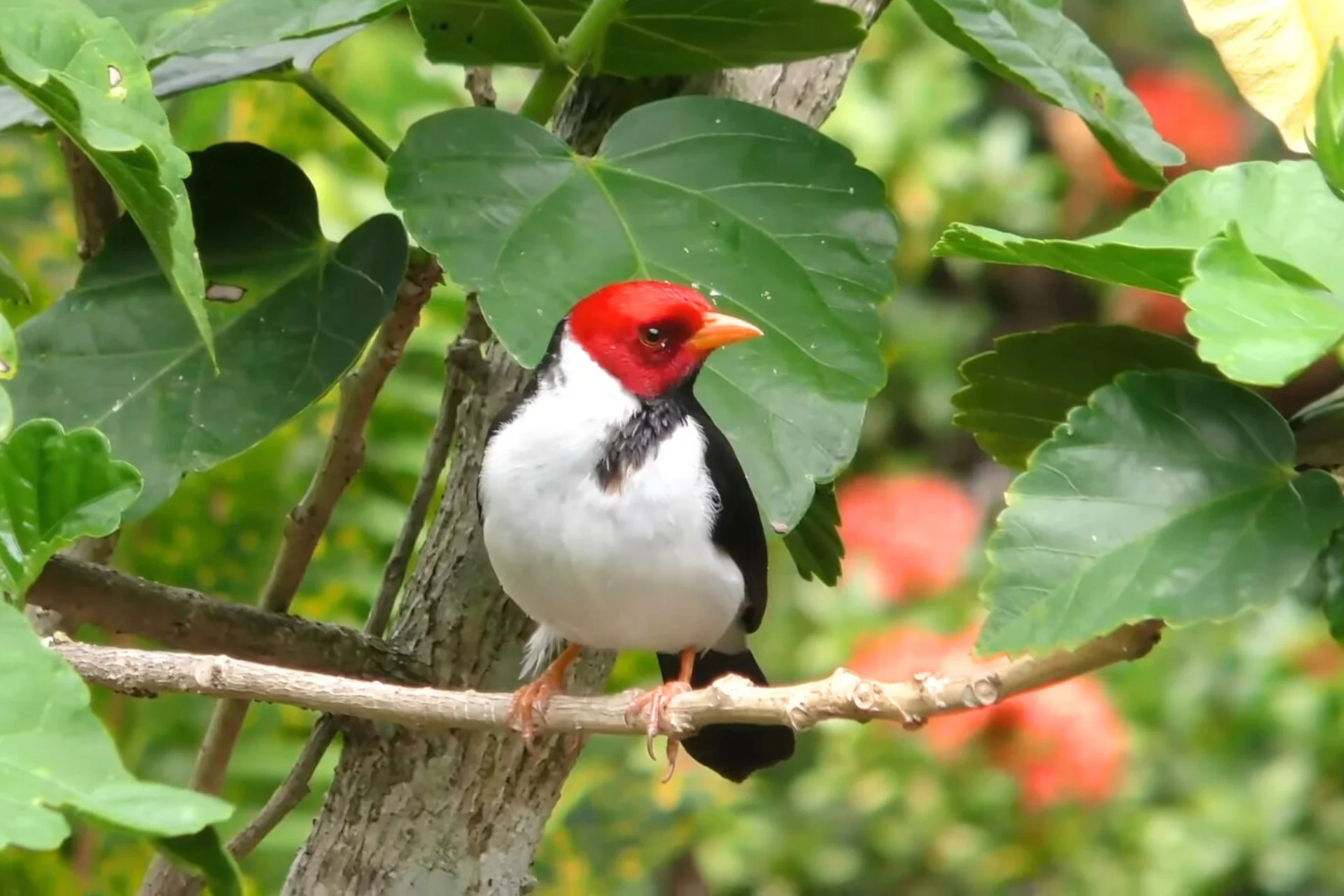 Yellow-Billed Cardinal | (A Beautiful Red Bird of Kauai, Hawaii) % Yellow-Billed Cardinal Bird