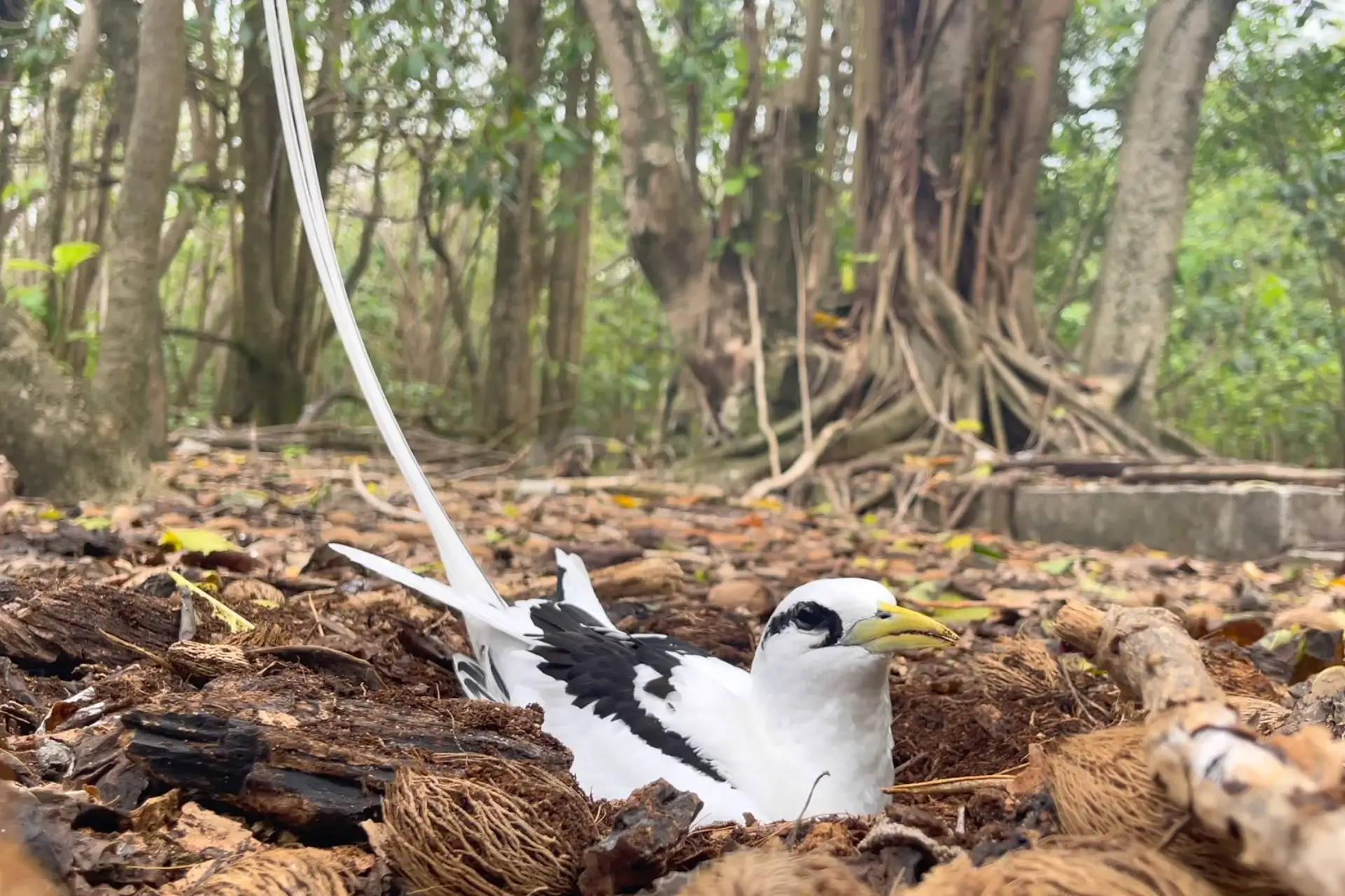 White-tailed Tropicbird Has a Graceful Beauty in Kauai's Skies % koa'e kea incubating her eggs
