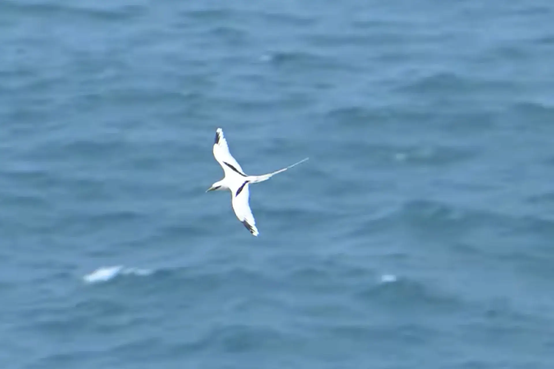 White-tailed Tropicbird Has a Graceful Beauty in Kauai's Skies % Flying koa'e kea