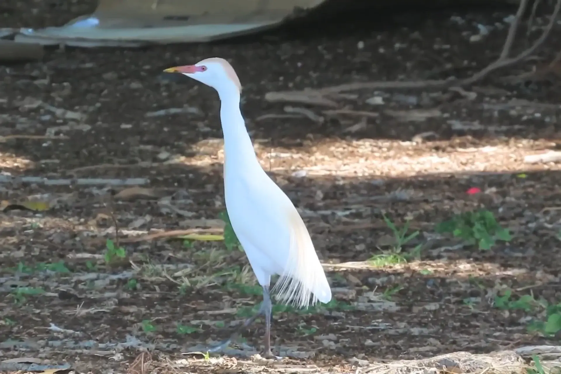 % rhinoceros egrets