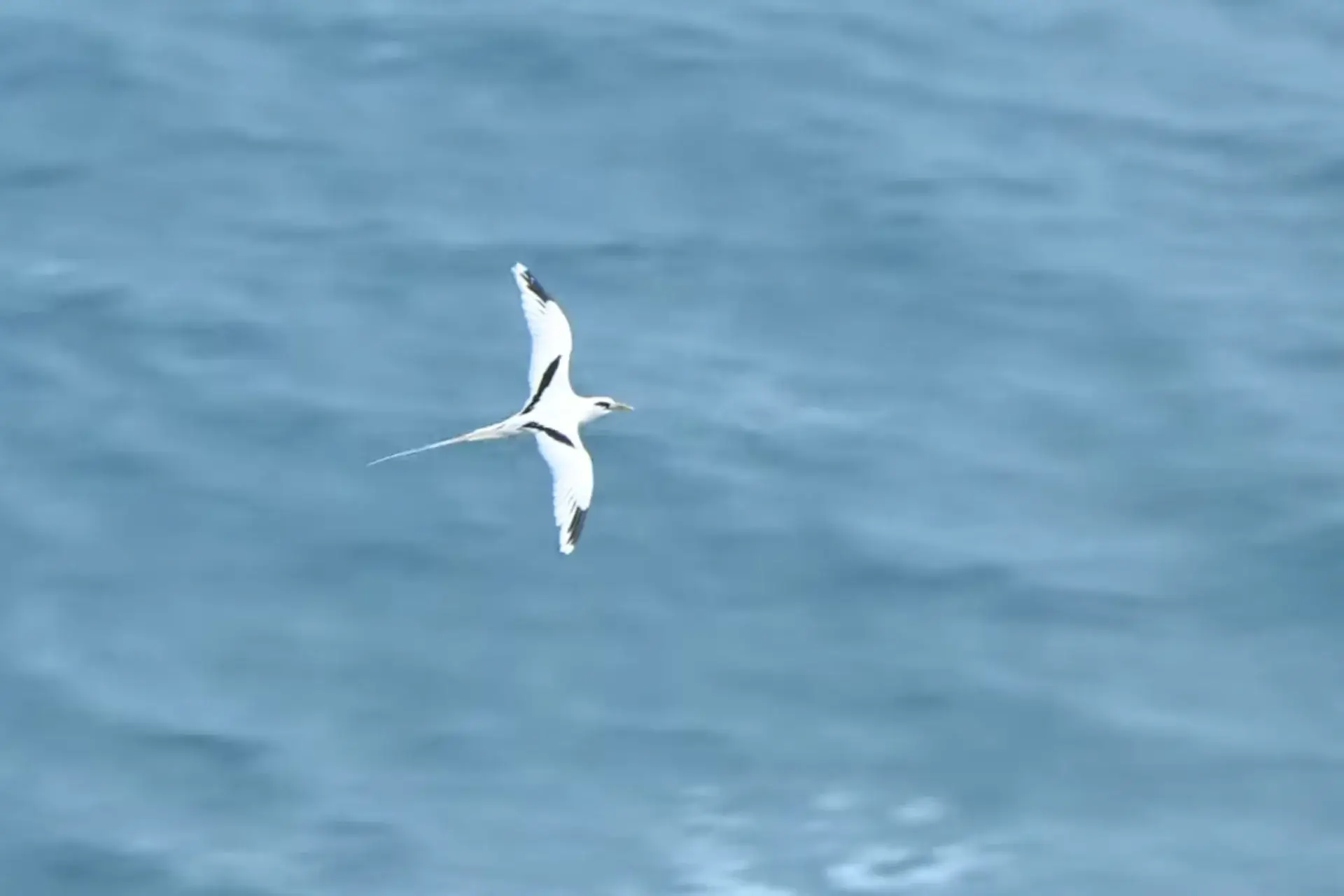 White-tailed Tropicbird Has a Graceful Beauty in Kauai's Skies % white-tailed tropicbird