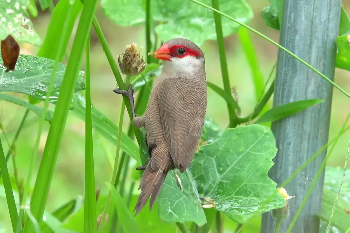 Common Waxbill | A colorful Small Finch % A Common waxbill eating seeds