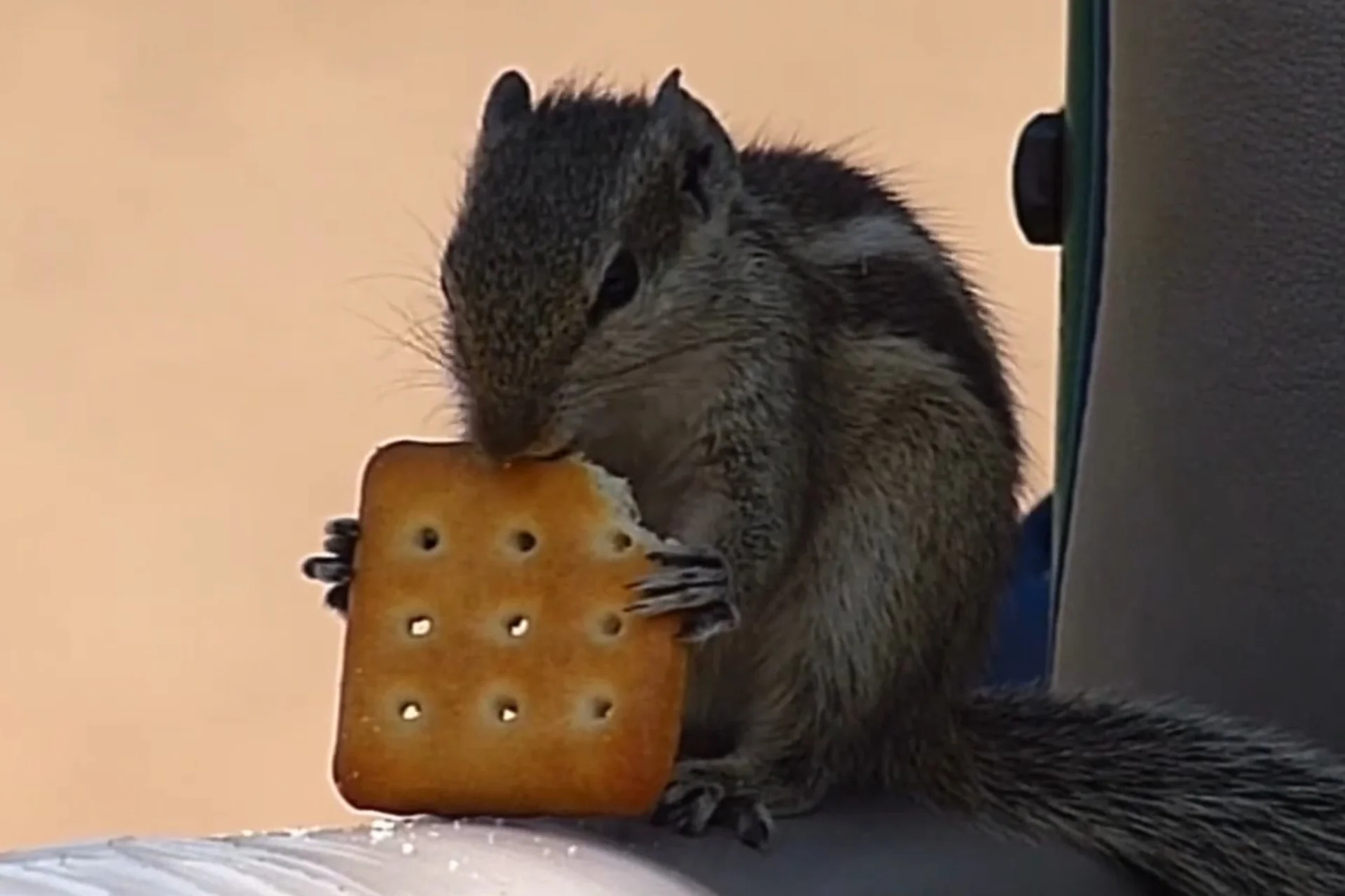 What Not to Feed Squirrels: To Keep Them Healthy % Squirrels eating a biscuit