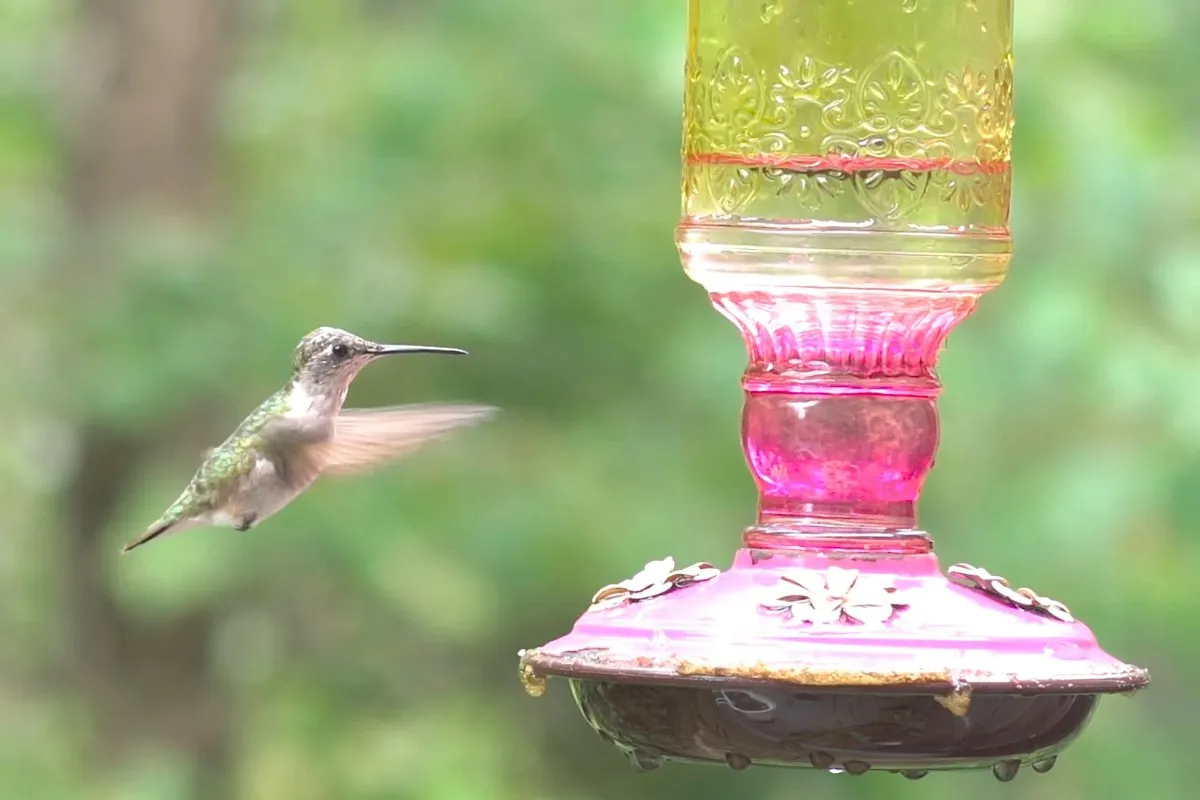 9 Tips How to keep ants out of hummingbird feeders % A hummingbird feeder