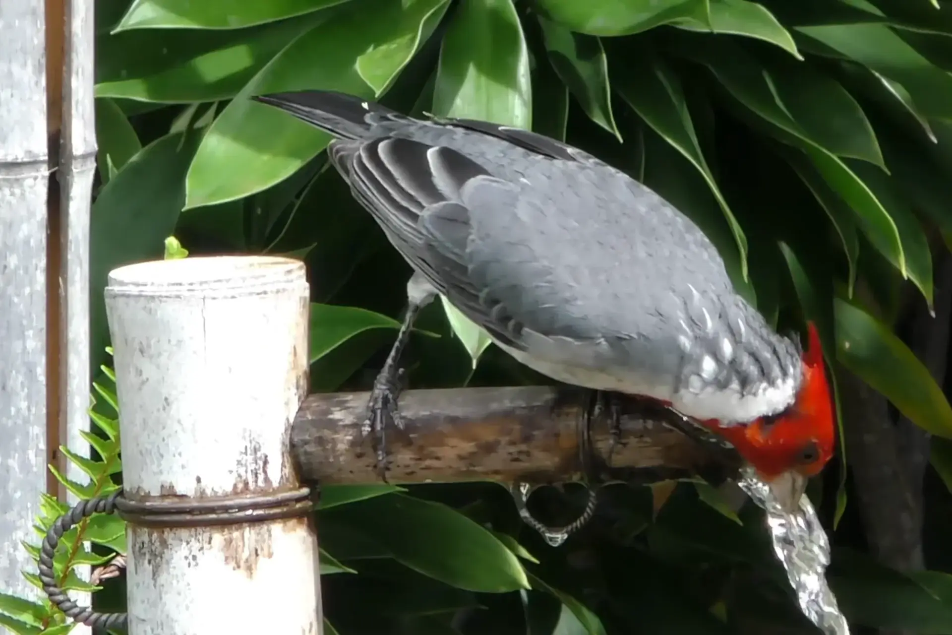 Beautiful Introduced Birds In Kauai | Red-Crested Cardinals % A red-crested cardinal drinking water