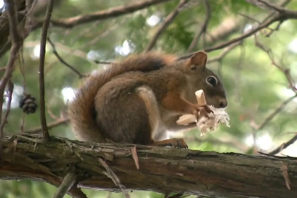 What Do Squirrels Like to Eat that Keeps them healthy? % A squirrel eating fungi