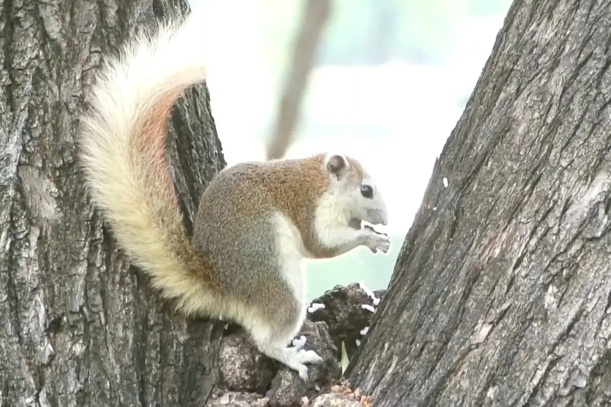 What Not to Feed Squirrels: To Keep Them Healthy % A healthy squirrel in the wild