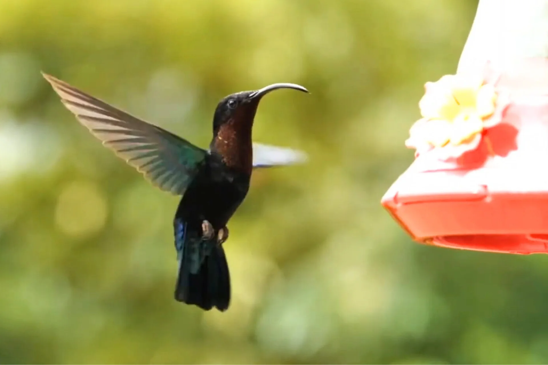 9 Tips How to keep ants out of hummingbird feeders % Another hummingbird with feeder