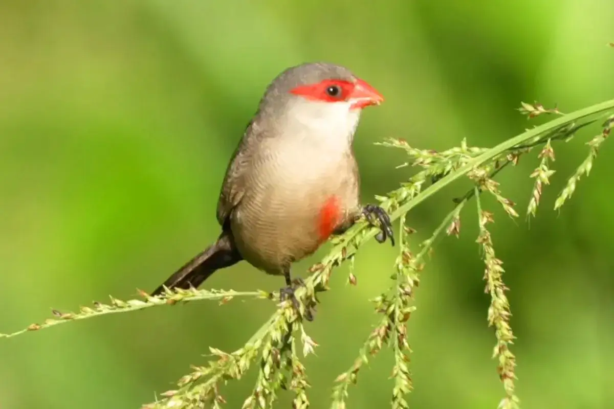 Common Waxbill | A colorful Small Finch % A Beautiful small passerine bird