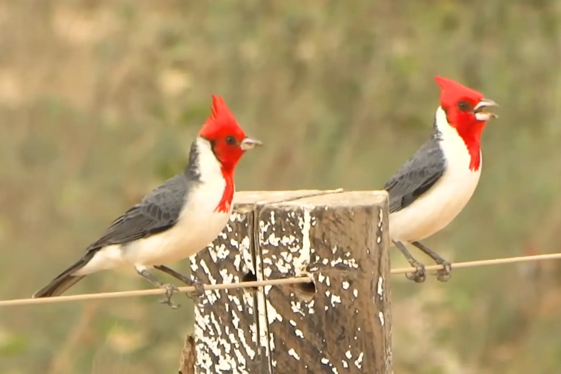 Beautiful Introduced Birds In Kauai | Red-Crested Cardinals % A pair of Brazilian cardinal