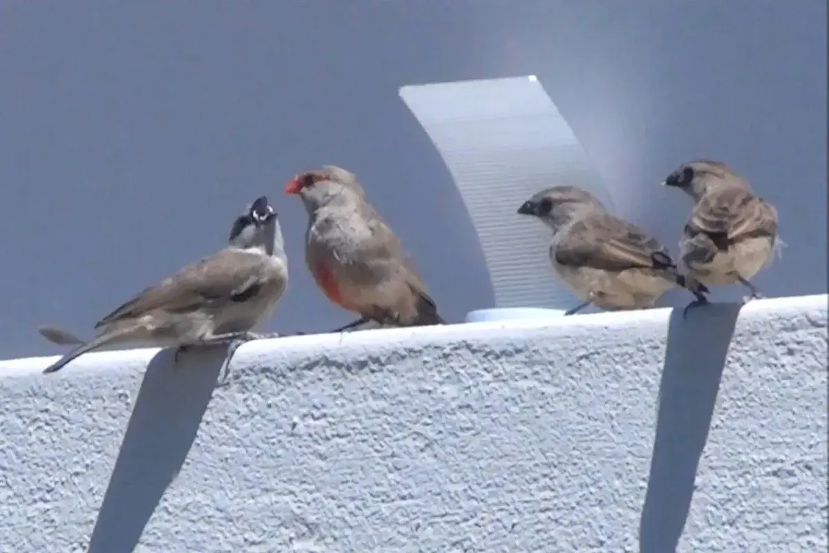 Common Waxbill | A colorful Small Finch % Estrilda astrild feeding her chicks