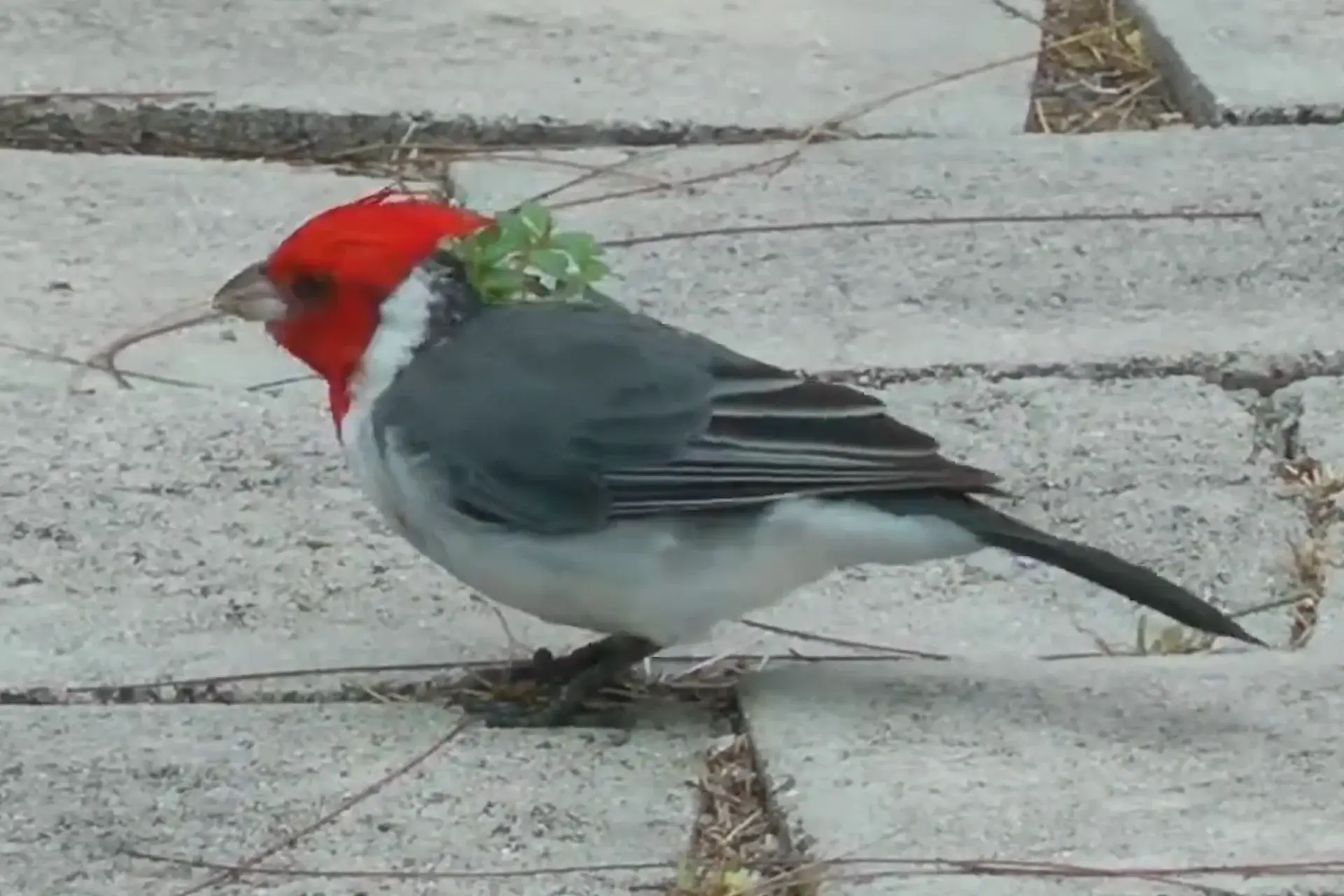 Beautiful Introduced Birds In Kauai | Red-Crested Cardinals % Red crested bird foraging on the park ground