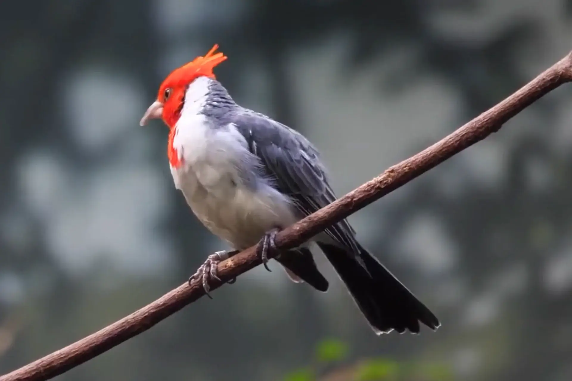 Beautiful Introduced Birds In Kauai | Red-Crested Cardinals % Red-crested bird sitting on a tree branch