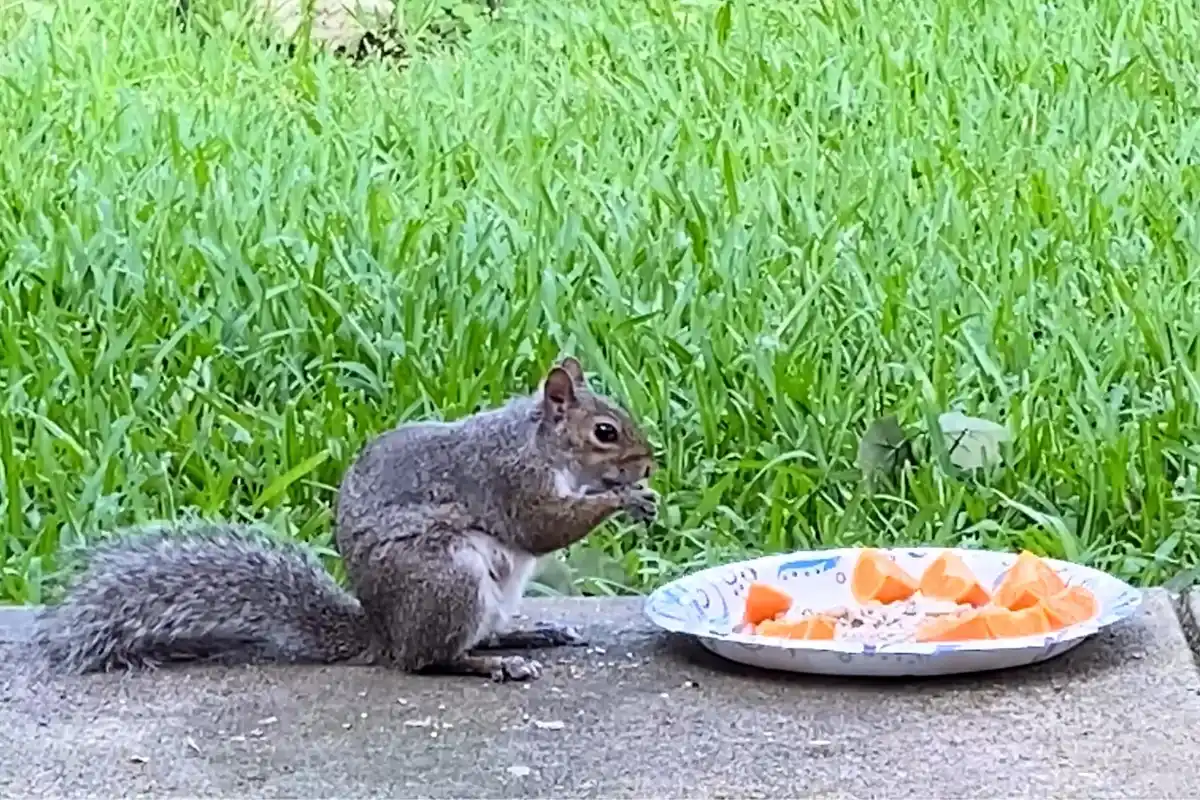 What Do Squirrels Like to Eat that Keeps them healthy? % Squirrel enjoying with an orange