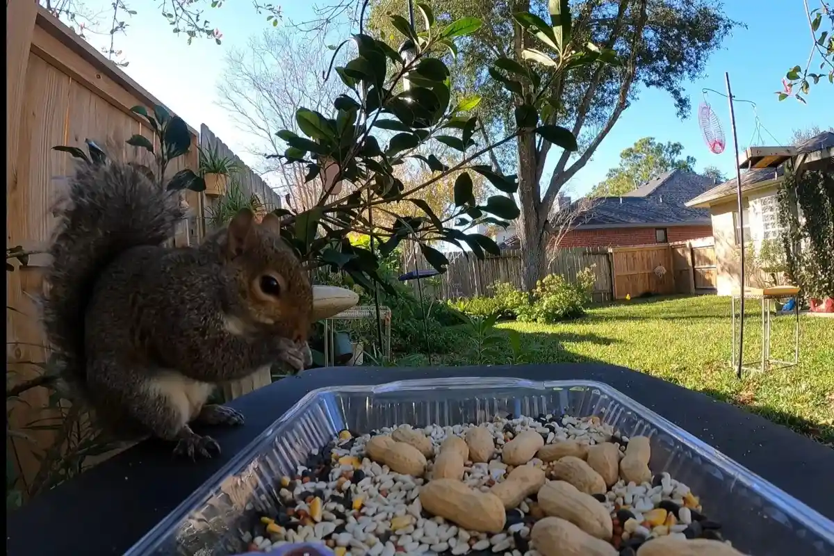 What Not to Feed Squirrels: To Keep Them Healthy % Squirrels eating peanuts