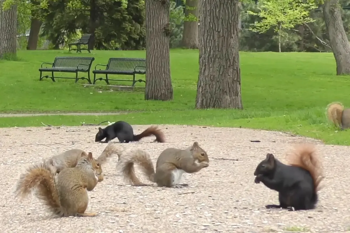 What Do Squirrels Like to Eat that Keeps them healthy? % Squirrels eating seeds in a park