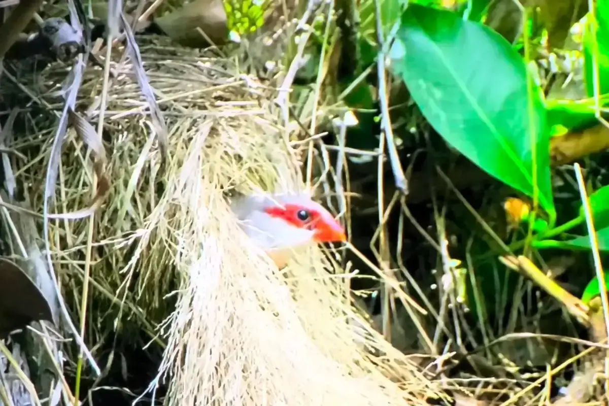 Common Waxbill | A colorful Small Finch % St Helena waxbill in her nest