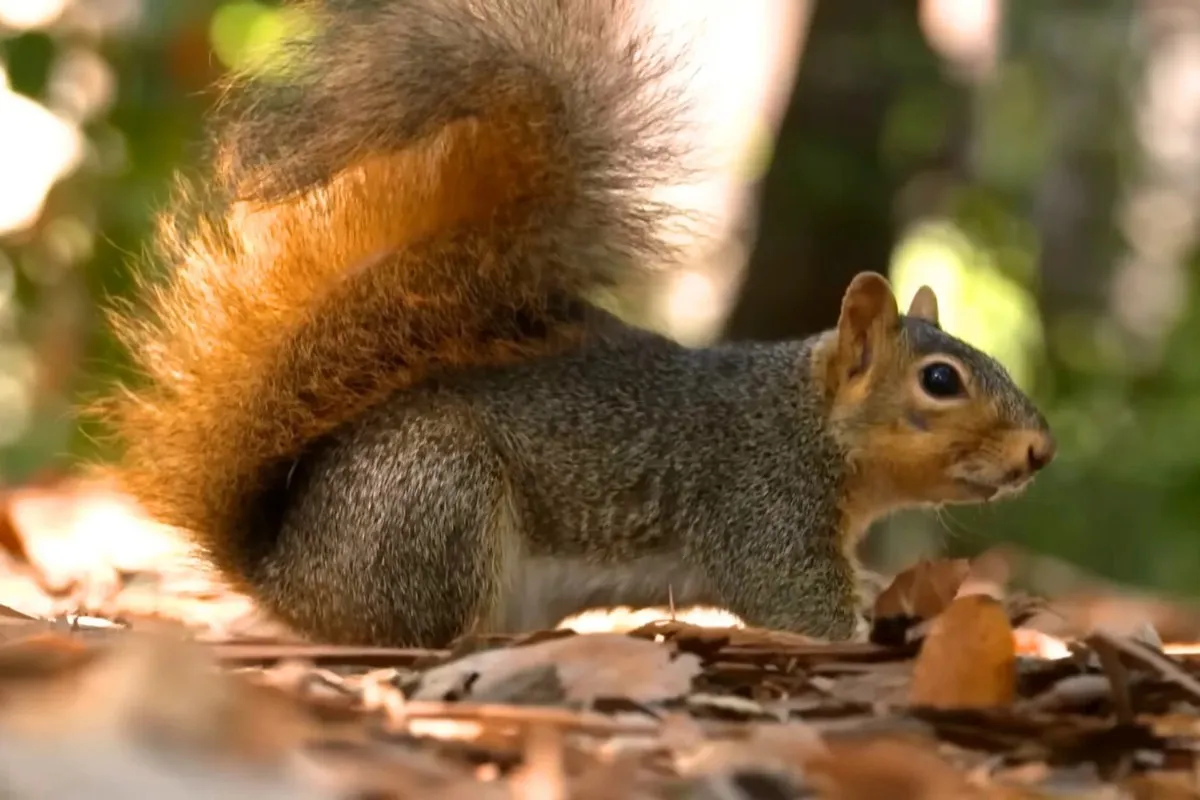 What Do Squirrels Like to Eat that Keeps them healthy? % What do squirrels like to eat- they need a healthy food