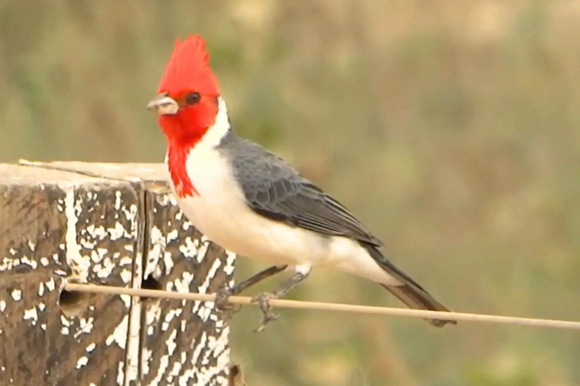Beautiful Introduced Birds In Kauai | Red-Crested Cardinals % Beautiful look of a red headed cardinal