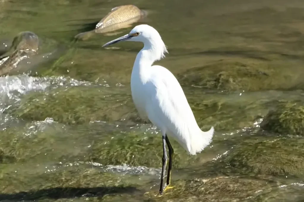 Most Beautiful 10 Types Of Egrets % A beautiful view of Snowy Egret.