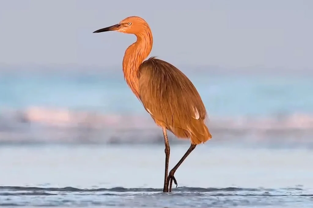Most Beautiful 10 Types Of Egrets % A stand alone view of Reddish Egret