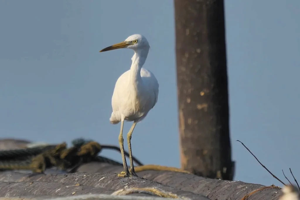 Most Beautiful 10 Types Of Egrets % Beautiful Chinese egret
