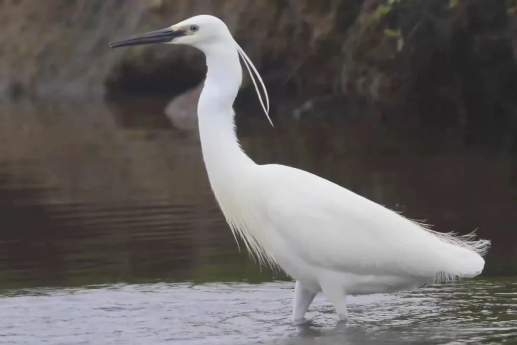 Most Beautiful 10 Types Of Egrets % Beautiful Little Egret