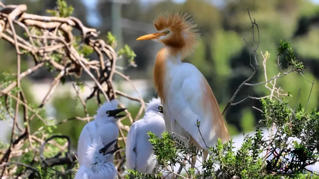Most Beautiful 10 Types Of Egrets % Cattle egret in his nest