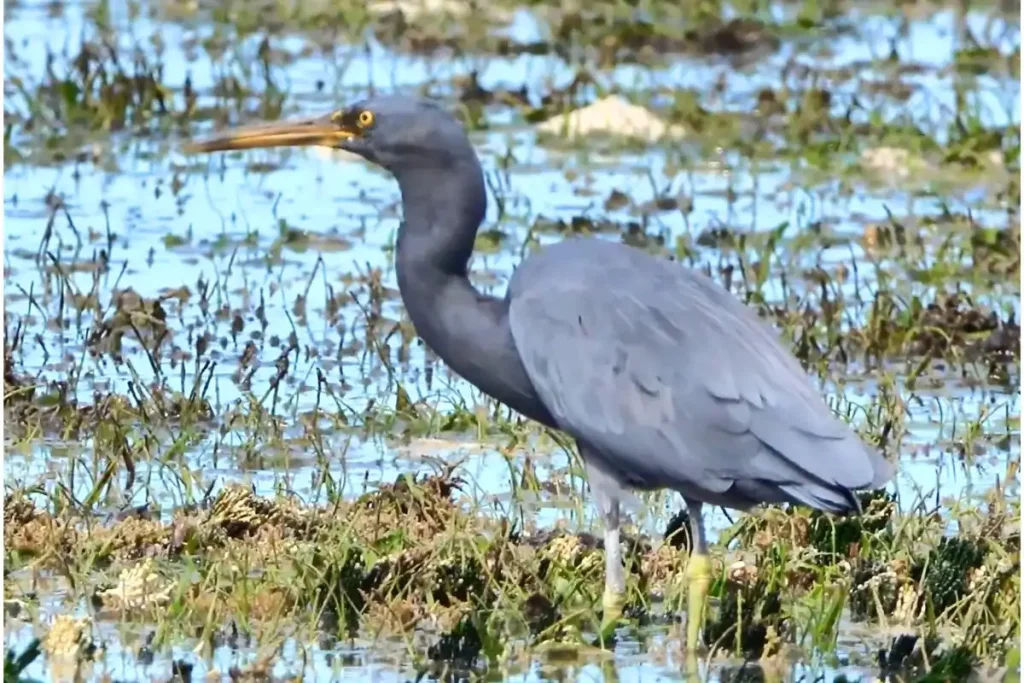 Most Beautiful 10 Types Of Egrets % Dark morph of Pacific reef heron