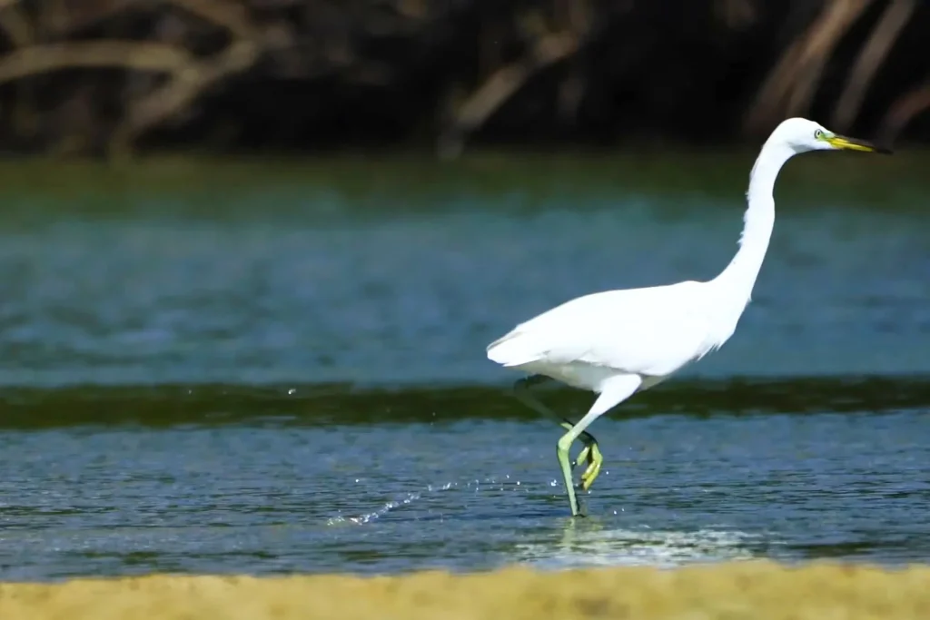 Most Beautiful 10 Types Of Egrets % Egretta eulophotes catching his prey