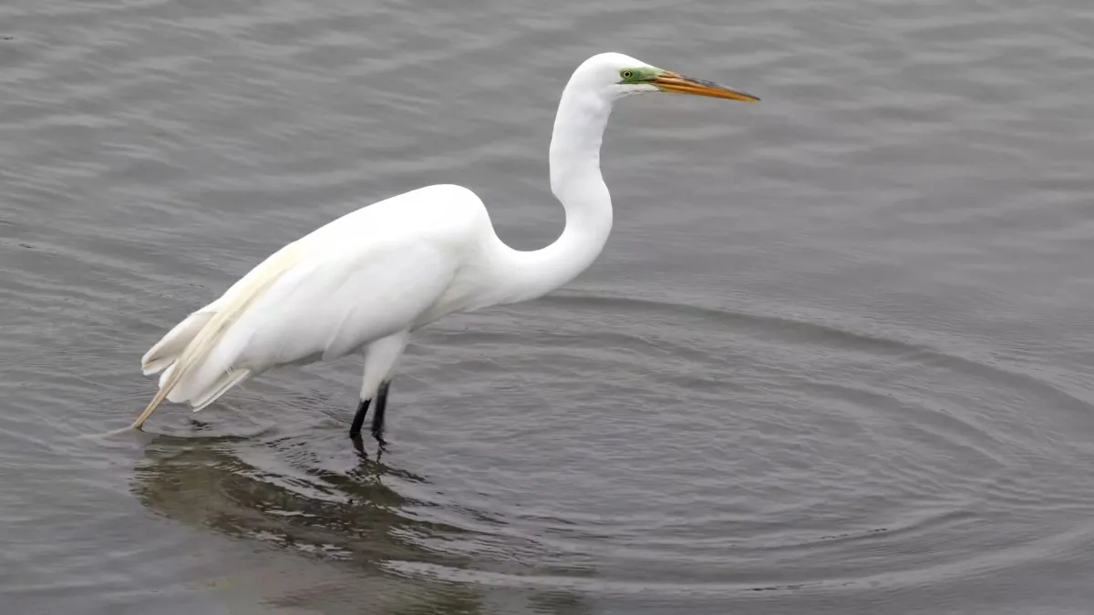 Most Beautiful 10 Types Of Egrets % Great Egret from one of the largest types of egret