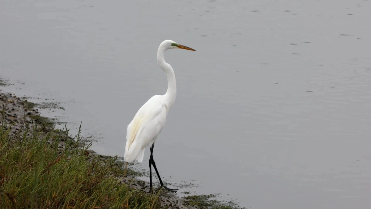 Most Beautiful 10 Types Of Egrets % Great Egret have S shaped neck