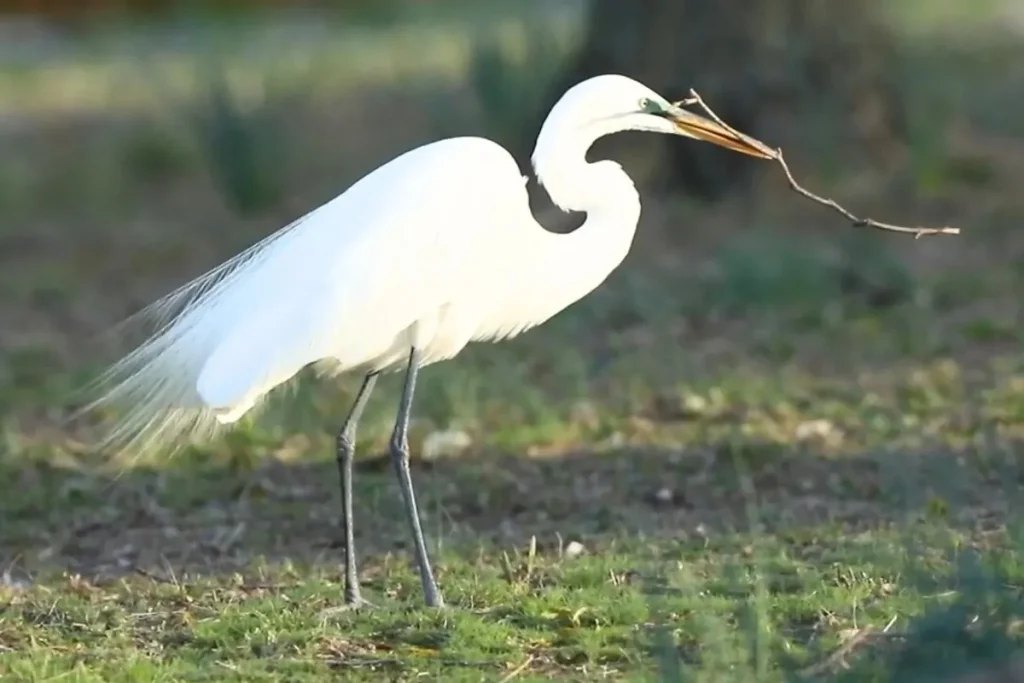 10 White Birds in Kauai Hawaii: Easy to find and Beautiful to Watch % Great egret planning to prepare his nest