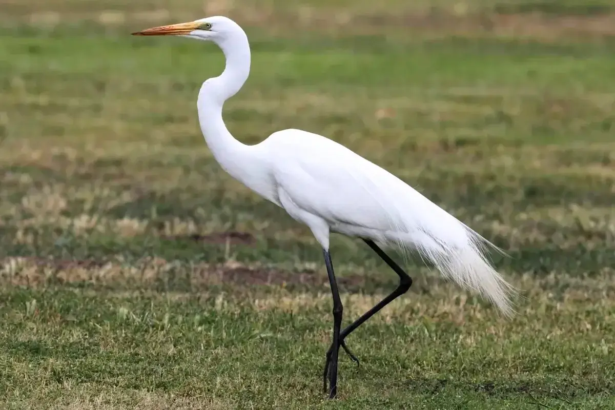 Types of Egret Great egret walking in grassy field Feature image